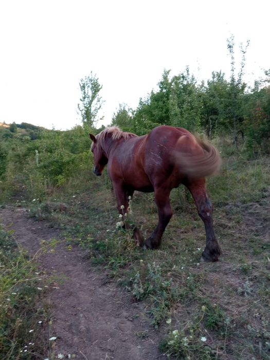 Vând armasar de 2 ani linia Miutescu