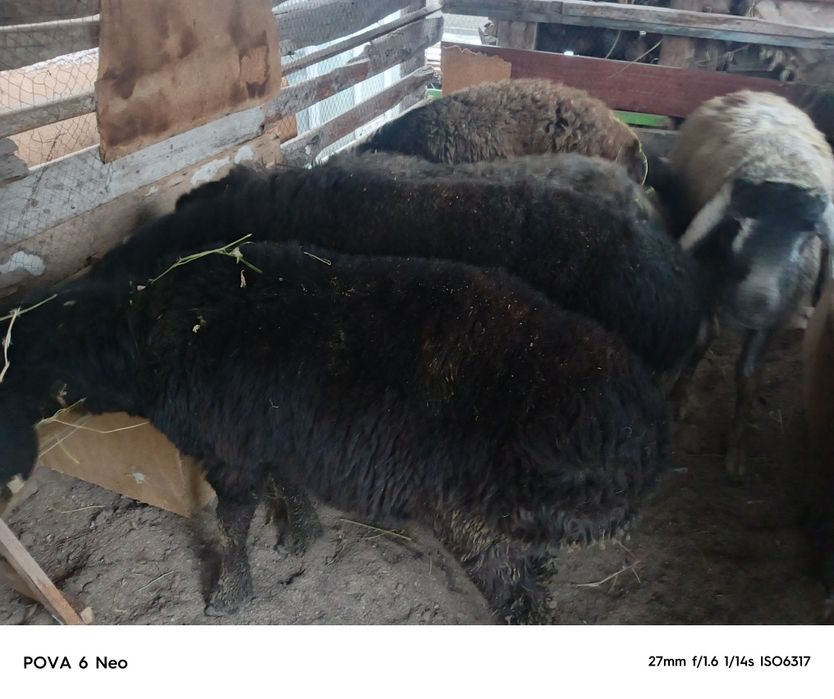 Кошкаров  продам