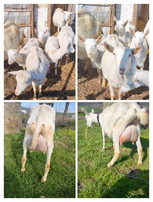 Vând patru ieduțe Saanen