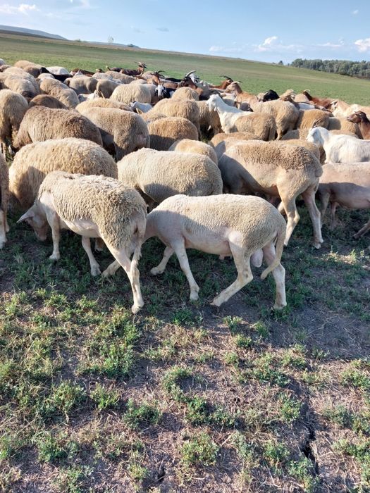 Oi si berbeci de vanzare,rasa Lacune