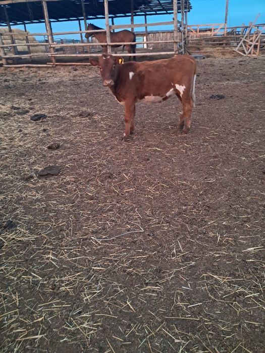 Телочки подсосные