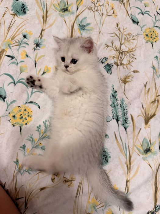 British shorthair Silver