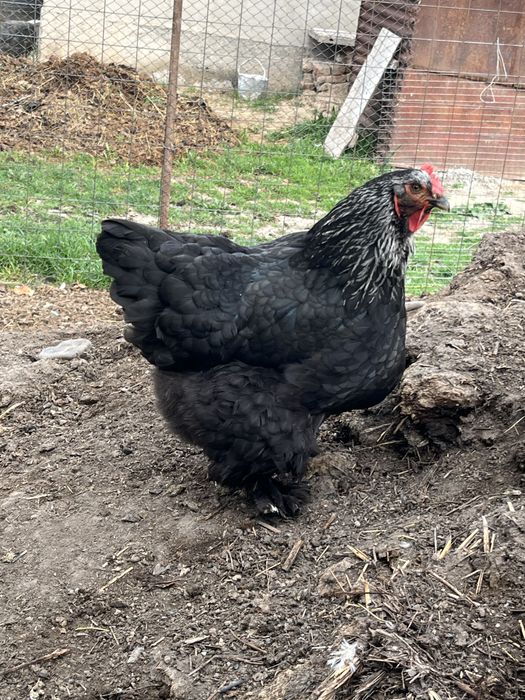 Брама тауықтары