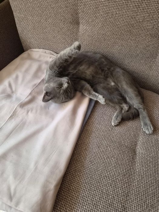 Срочно ищет новый дом котик!