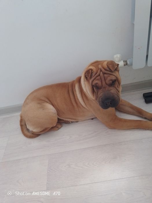 Ищем шарпей для вязки