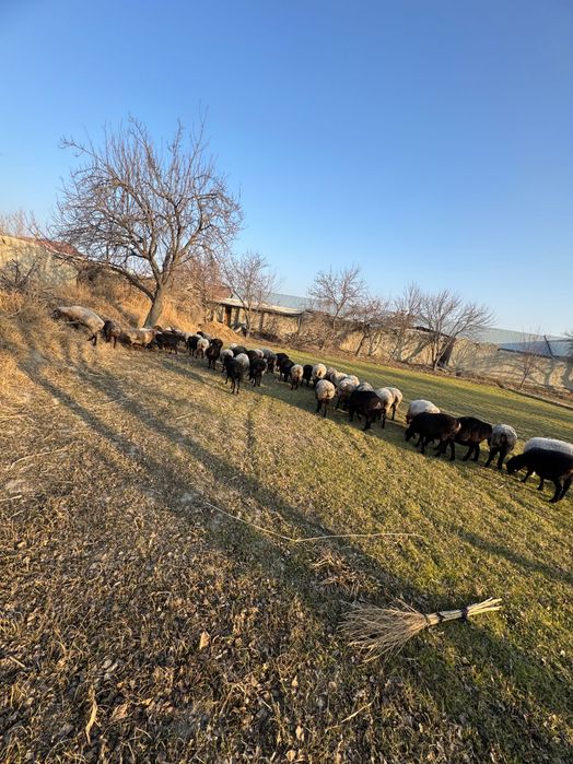 Bug’oz quy sotiladi