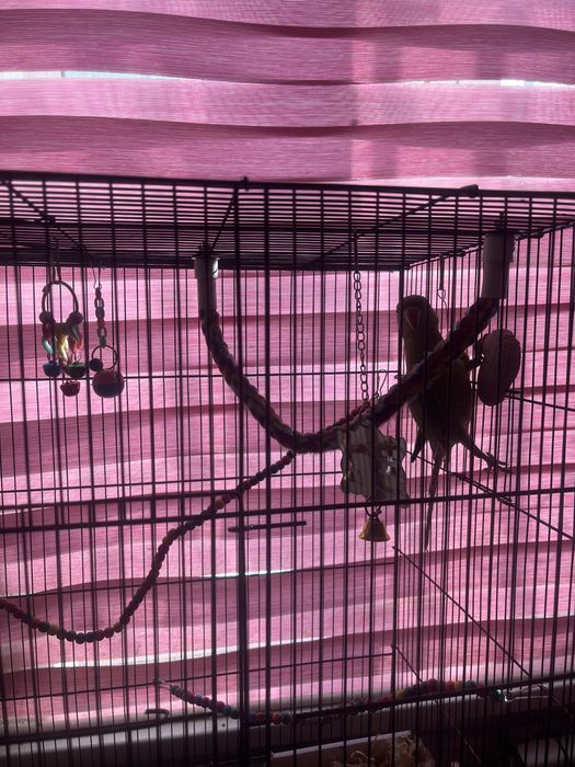 Продам попугая ожереловый самец