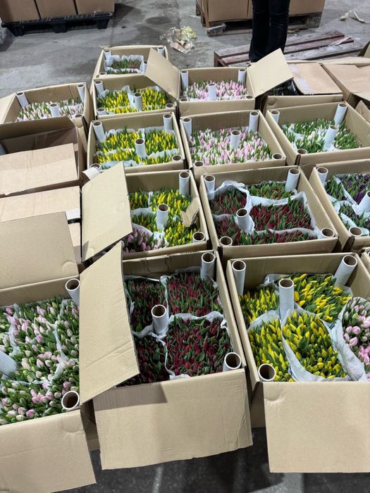 Продам тюльпаны оптом 320 тенге