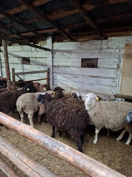 Продам 60 голов