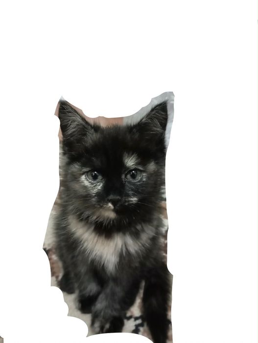 котенок (девочка)