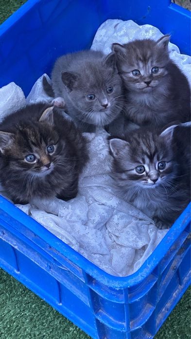 Отдадим котят бесплатно