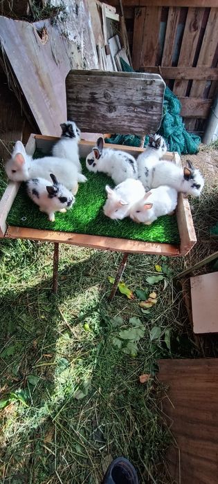 Iepuri rasa pitică cap de leu toy