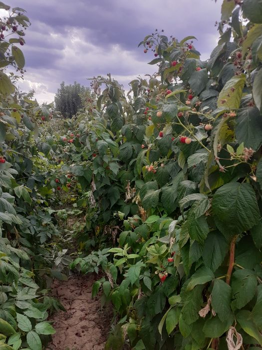 Butaşi zmeura soi polka