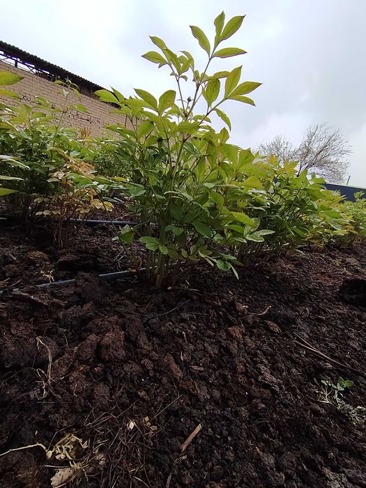 Pion kochat sotaman dexqonchili