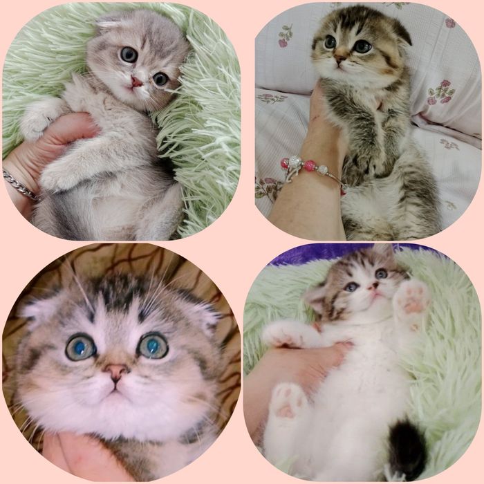 Вязка. Временная скидка. Роскошный редкого  окраса  SFS 71 a 33 кот