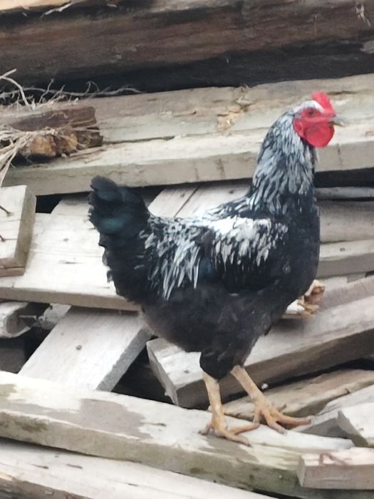 Петухи . 3 шт бар