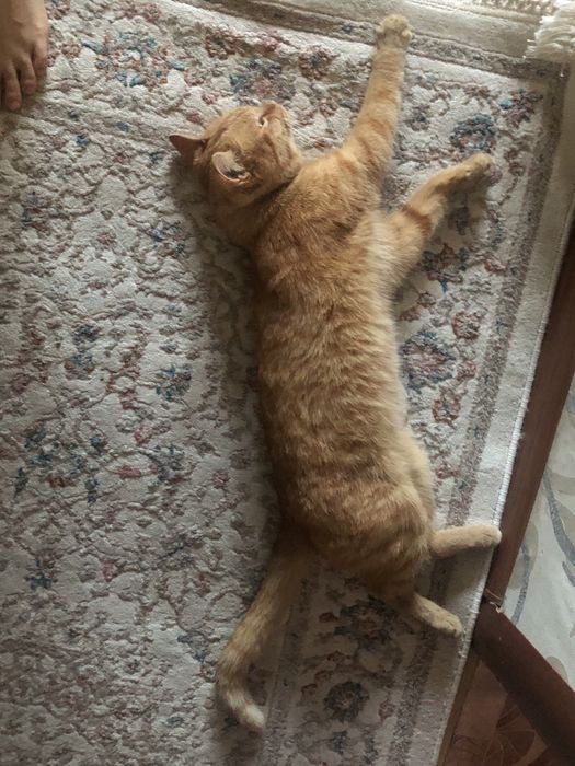 Отдам кошку в добрые руки бесплатно