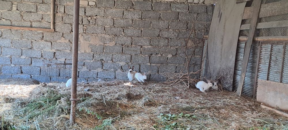 Кролики калифорния