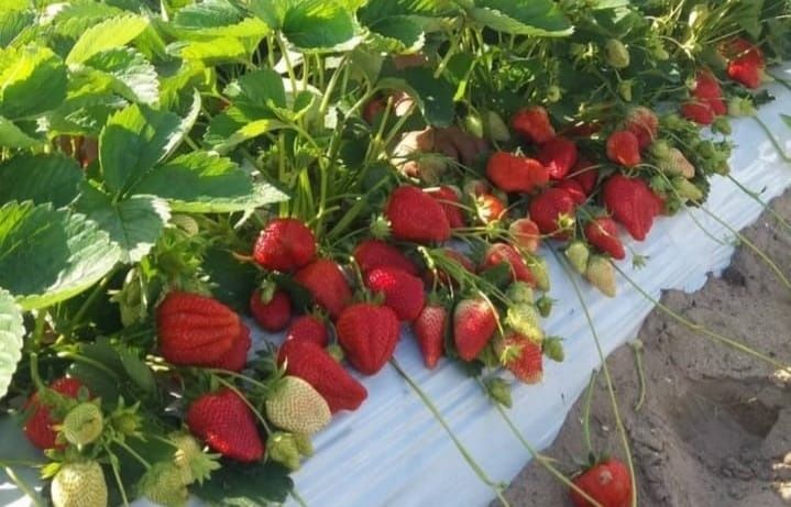 Vindem stoloni capsuni soi remontant Albion si altele soiuri unifere!