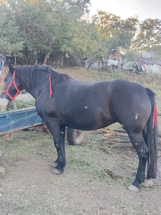 vând apă de opt ai garantată la căruță la orice probă e foarte cuminte mai multe detalii în privat