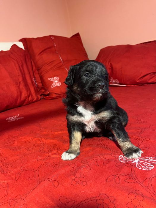 Donez căței de talie medie