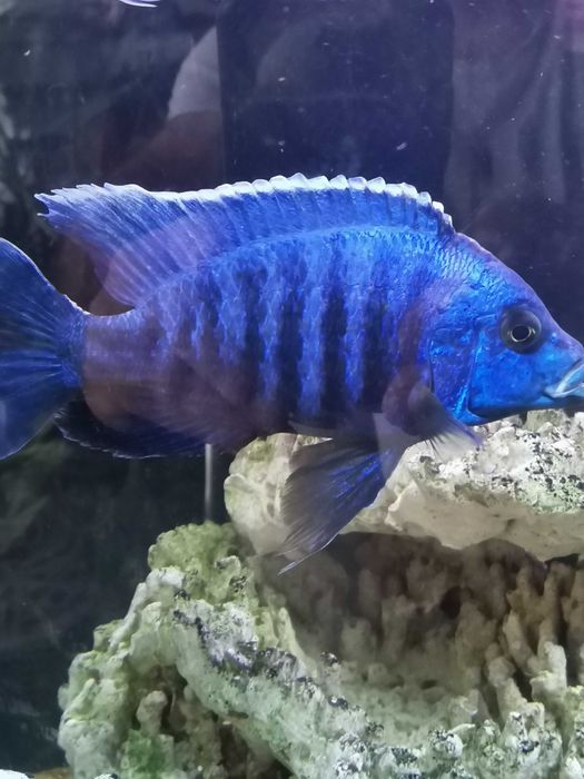 Продавам цихлиди