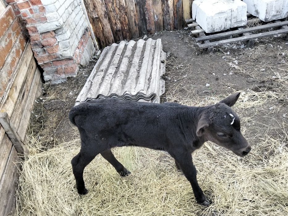 Продам теленка вопросы