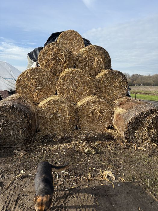 Baloti de fan, lucerna si coceni 120/120