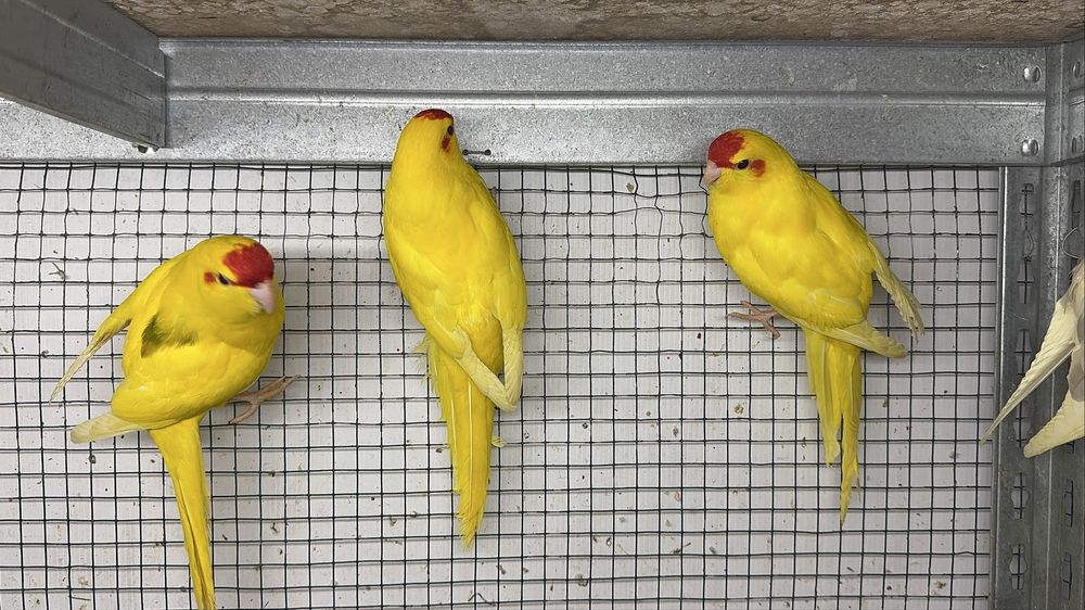 Vand papagali perusi, nimfe, rosella, agapornis, kakariki si zebre