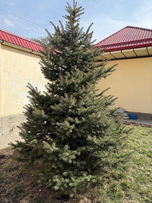 Голубой ель, пихта арча 8 йиллик бўйи 3.5 м жами 7та (самовывоз)