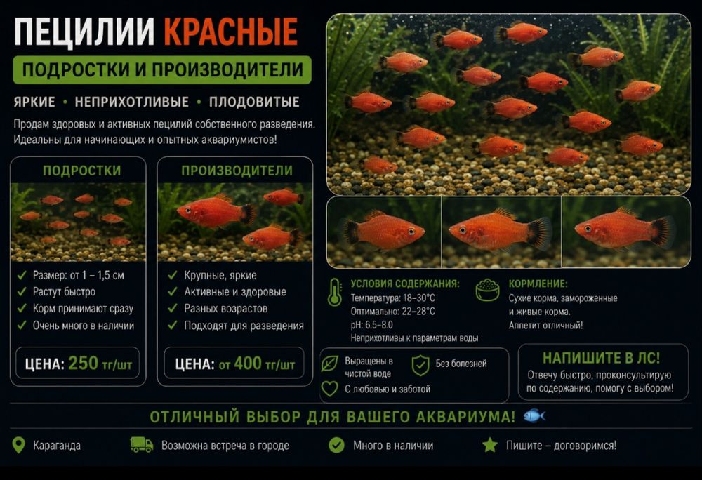 Рыбки пецилии и моллинезии