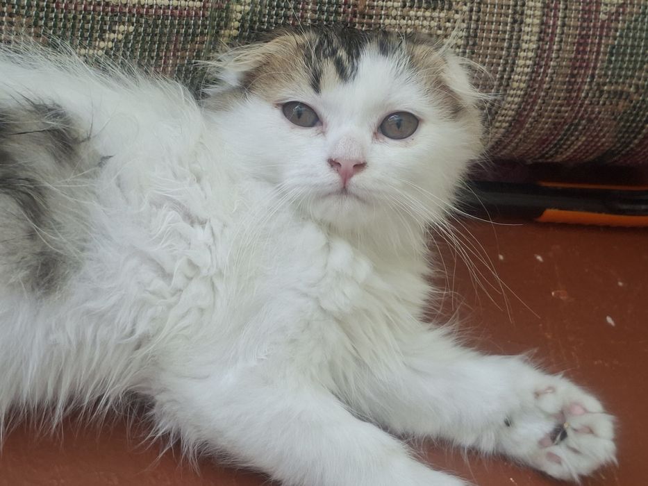 Продаётся котёнок