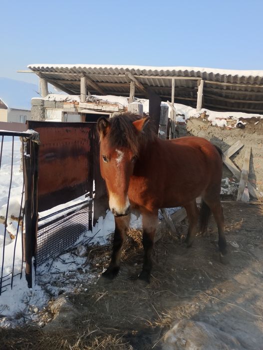 Жас бие буаз полукровка