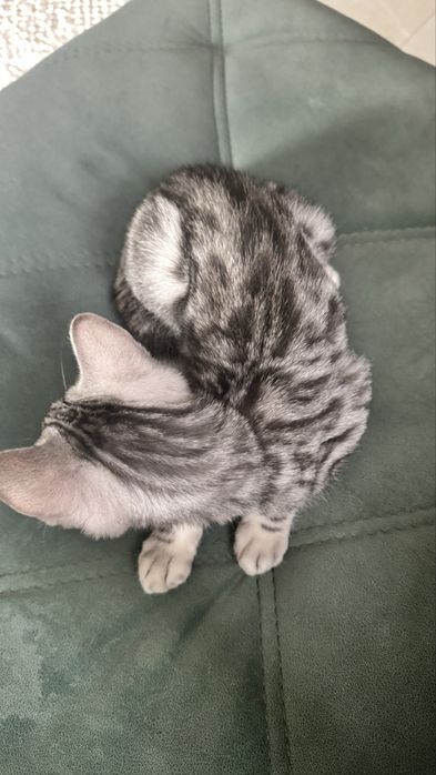 Срочно продам бенгала мальчик