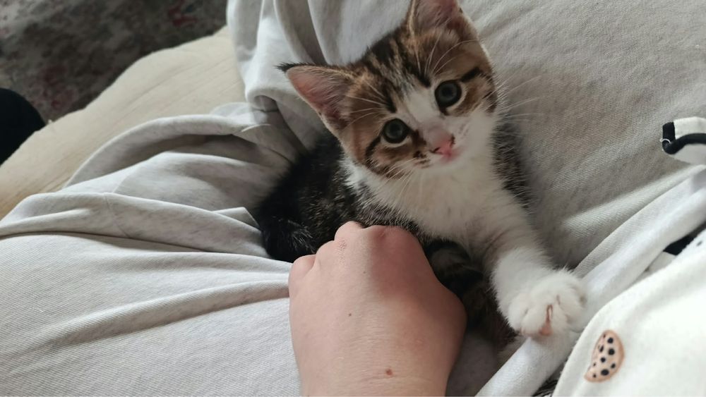 Отдам котенка в добрые руки