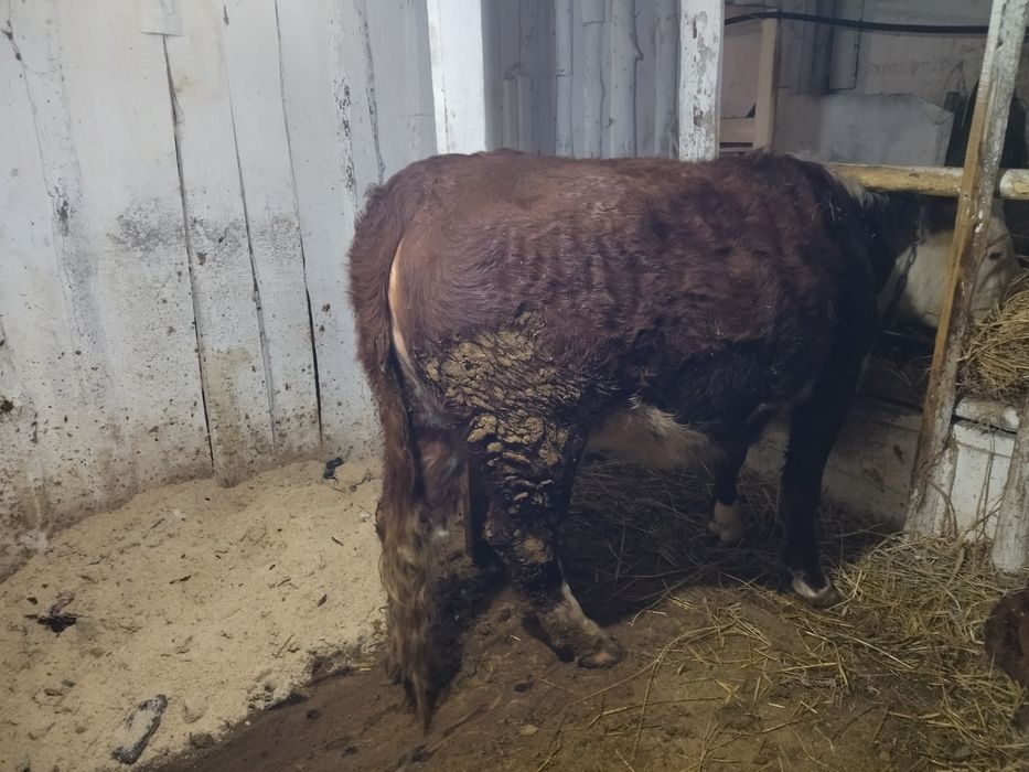 Продам телку акбас