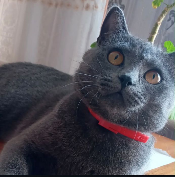 Британские котята
