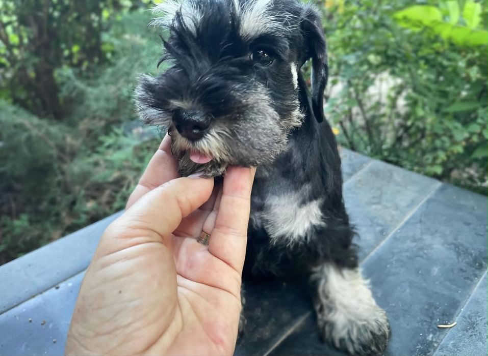 Femela Schnauzer negru argintiu cu pedigree emis