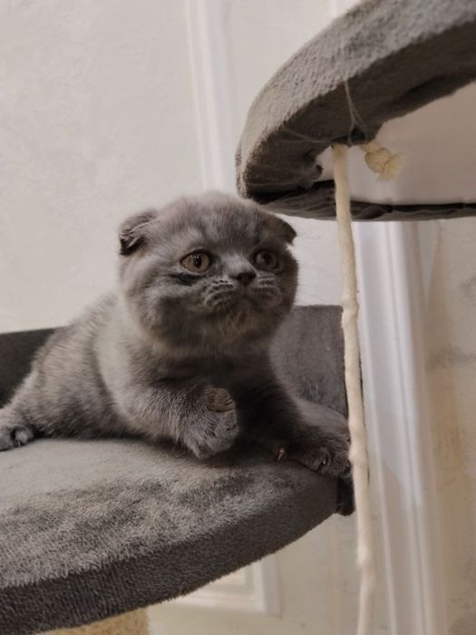 Котята домашние, британский и шотландская