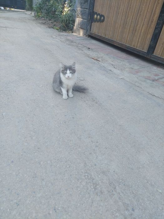 Отдам котят в хорошие руки