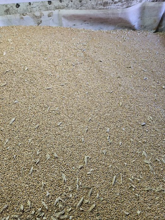 Triticale recolta anul 2026