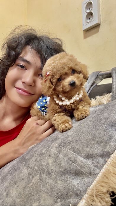 Щенки мальтипу