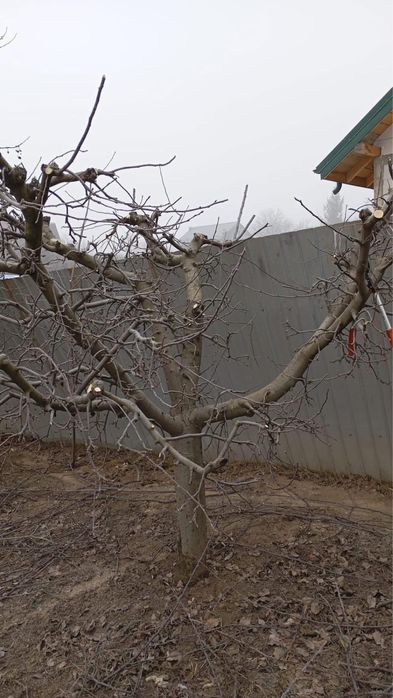 Plantăm livezi, curatare, stropiri!