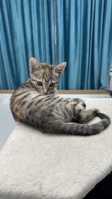 Котенок бесплатно