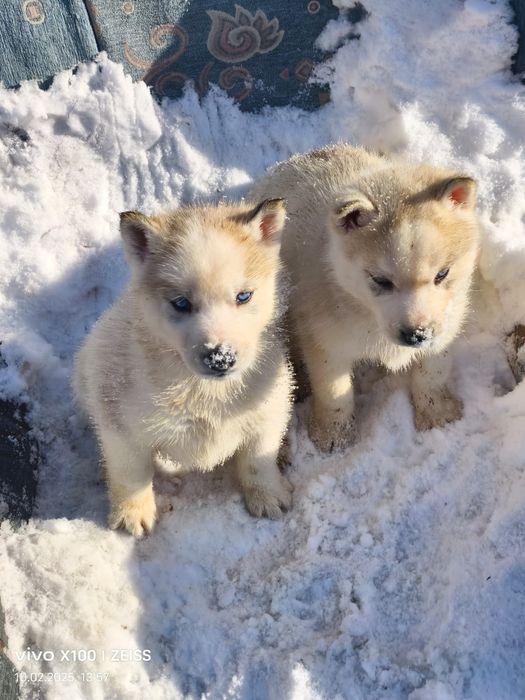 Продам щенков сибирский хаски