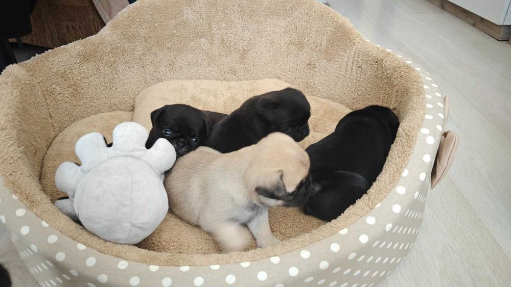 Сладки Бебета Мопсчета