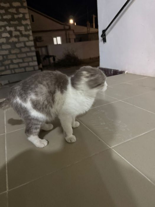 Отдам кошку даром