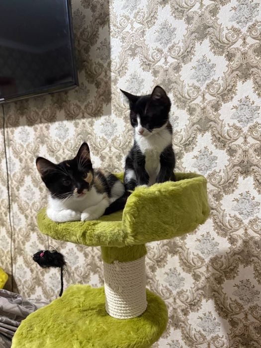 mushuk bor hadyaga yahshi qaredigan insonlarga beriladi