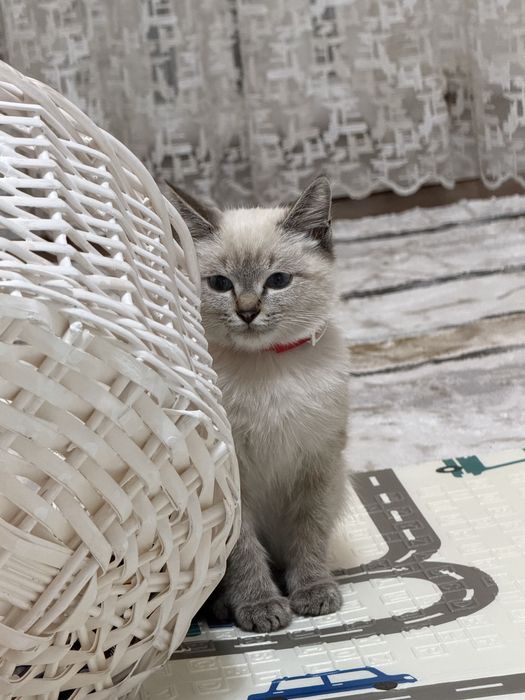 Продам свою кошку