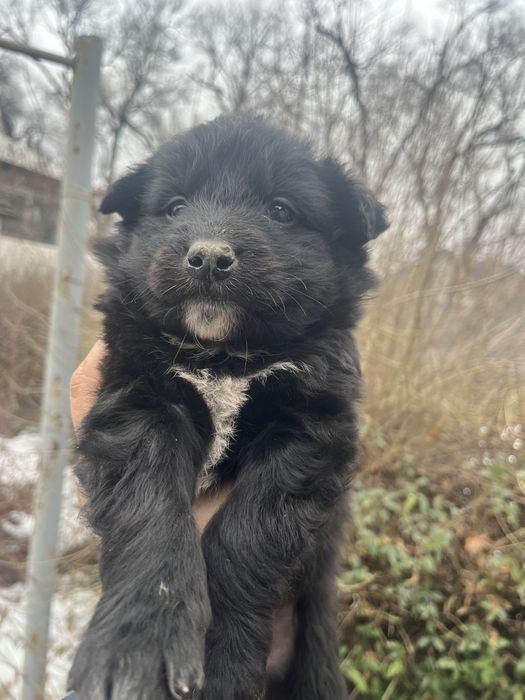 Щенята красивые в добрые руки